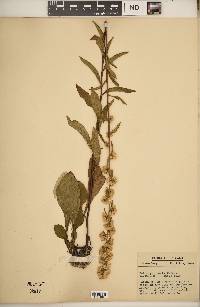 Solidago erecta image