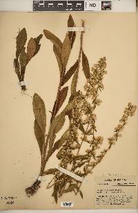 Solidago erecta image