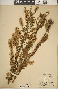 Solidago erecta image