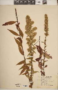 Solidago erecta image