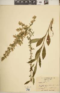 Solidago erecta image