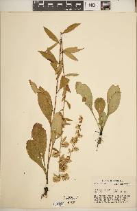 Solidago erecta image