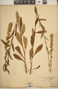 Solidago erecta image