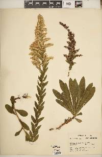 Solidago fistulosa image