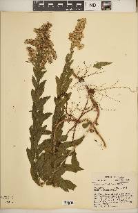 Solidago fistulosa image