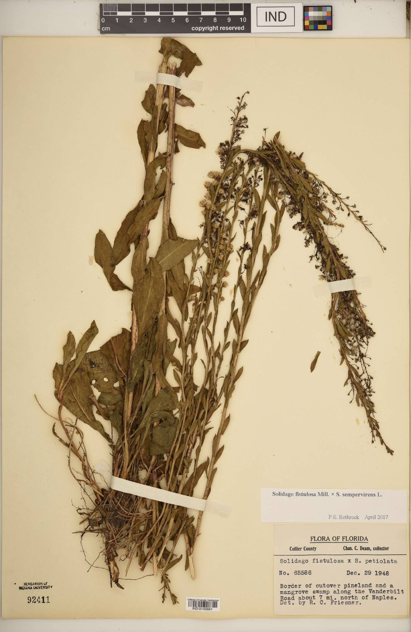 Solidago F1 hybrid image