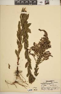 Solidago fistulosa image