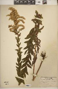 Solidago fistulosa image