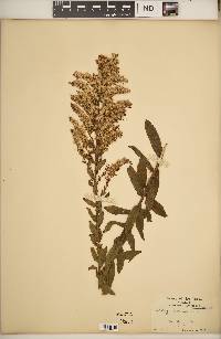 Solidago fistulosa image