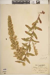 Solidago hispida image