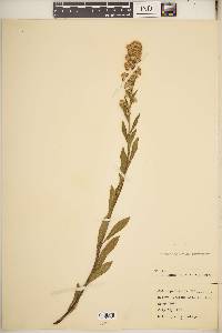 Solidago hispida image