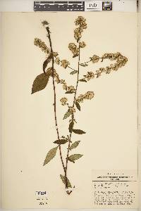 Solidago hispida image