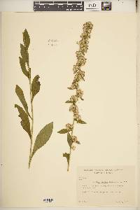 Solidago hispida image