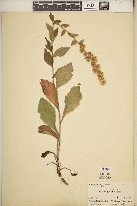 Solidago hispida image