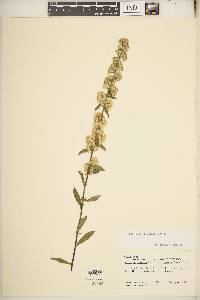 Solidago hispida image