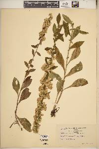 Solidago hispida image