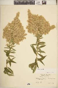 Solidago lepida image