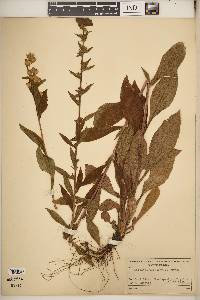 Solidago macrophylla image