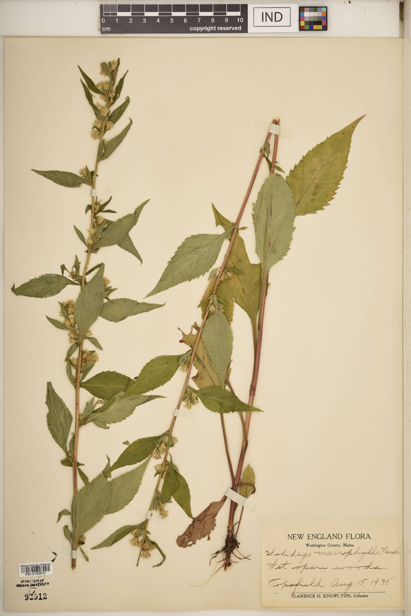 Solidago macrophylla image