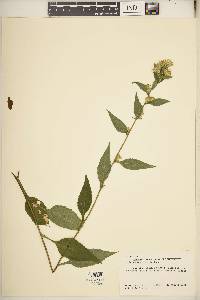 Solidago macrophylla image