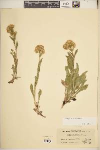 Solidago multiradiata image