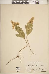 Solidago multiradiata image