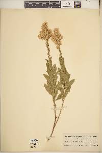 Solidago multiradiata image