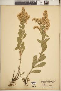 Solidago multiradiata image