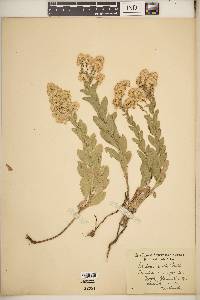 Solidago multiradiata image