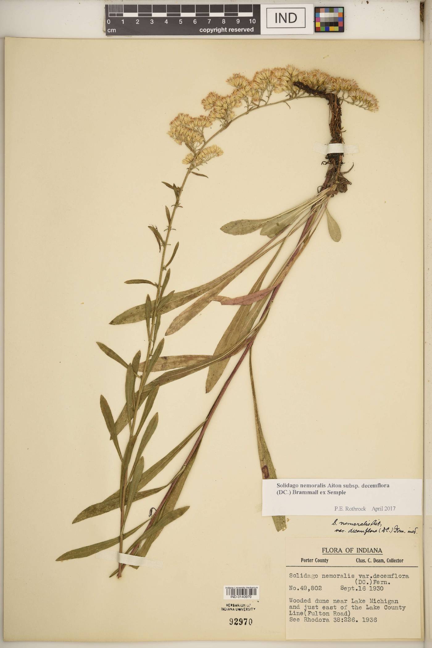 Solidago nemoralis subsp. decemflora image