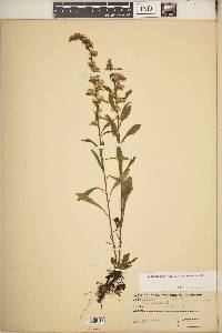 Solidago nemoralis subsp. nemoralis image