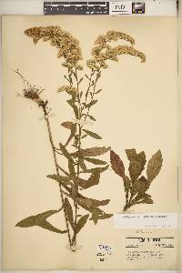 Solidago nemoralis subsp. nemoralis image