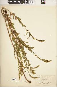 Solidago delicatula image