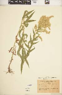 Solidago elongata image