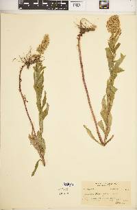 Solidago elongata image