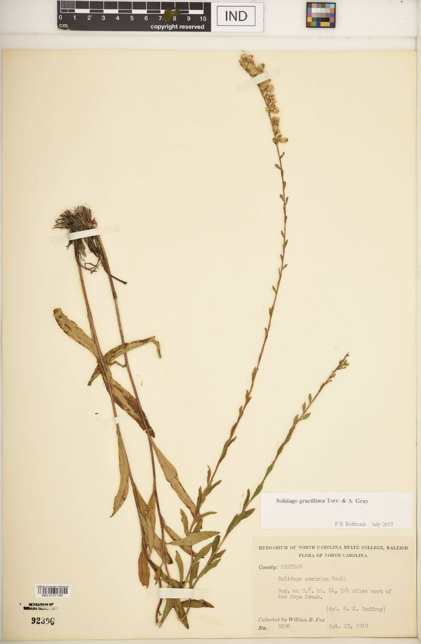 Solidago gracillima image