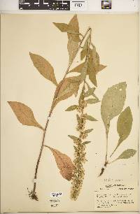 Solidago hispida image