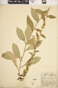 Solidago hispida image