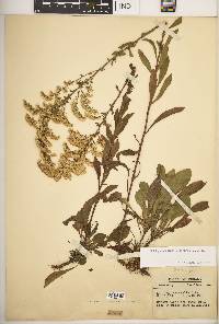 Solidago nemoralis subsp. nemoralis image