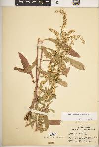 Solidago nemoralis subsp. nemoralis image