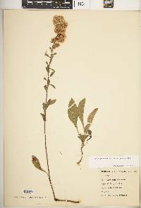 Solidago nemoralis subsp. nemoralis image