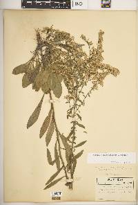 Solidago nemoralis subsp. nemoralis image