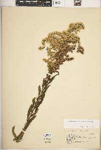 Solidago nemoralis subsp. nemoralis image