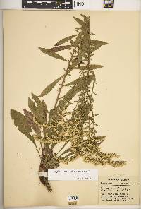 Solidago nemoralis subsp. nemoralis image