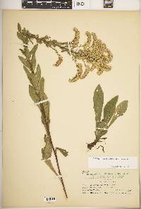 Solidago nemoralis subsp. nemoralis image