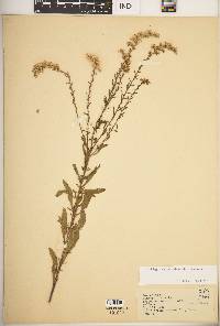 Solidago nemoralis subsp. nemoralis image