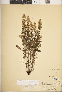 Solidago nemoralis subsp. nemoralis image