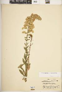 Solidago nemoralis subsp. nemoralis image