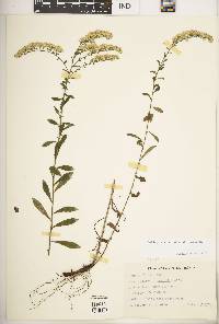 Solidago nemoralis subsp. nemoralis image