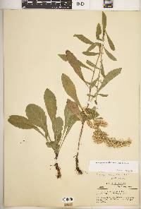 Solidago nemoralis subsp. nemoralis image